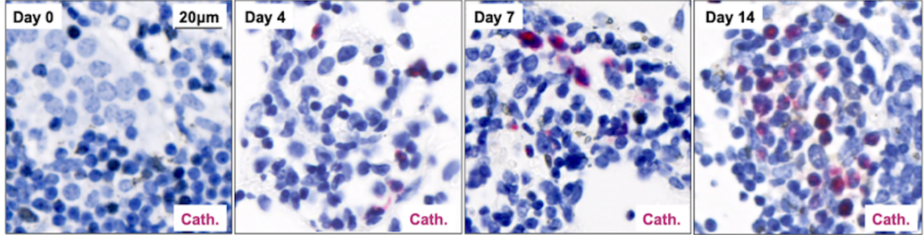 A sequence of 4 microscope images showing, left to right, cellular changes over 14 days, with cells initially stained mostly blue and increasing red staining over time, with a 20μm scale indicating magnification. There is also a label reading "Cath." in the lower-left corner of each image.
