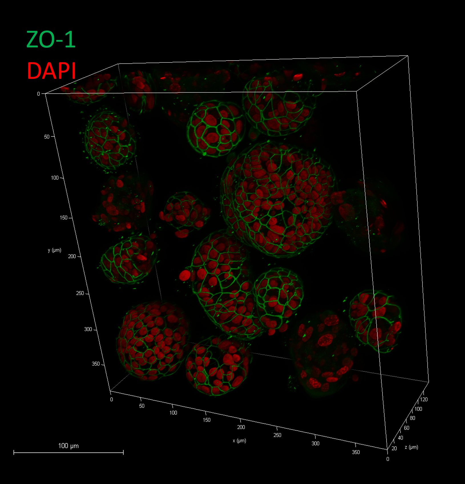 Advanced imaging acquisitions with confocal microscopy