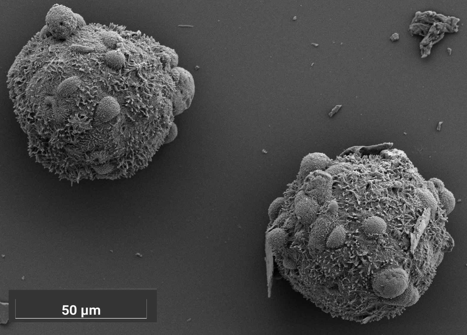 Organoids grown in the presence of microplastic